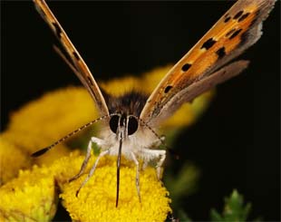 Midden-Delfland: Zien en Beleven: Vlinders - foto: © Leo Poot